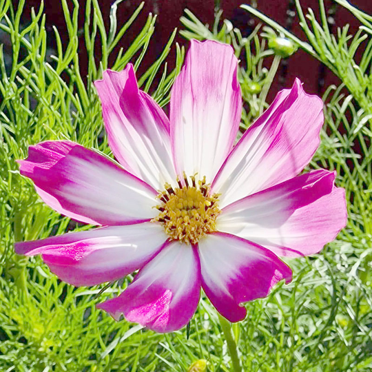 Rosenskära 'Picotee'