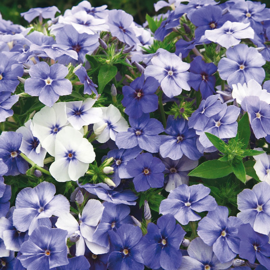 Sommarflox 'Moody Blues'