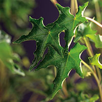 Murgröna 'Ivalace'