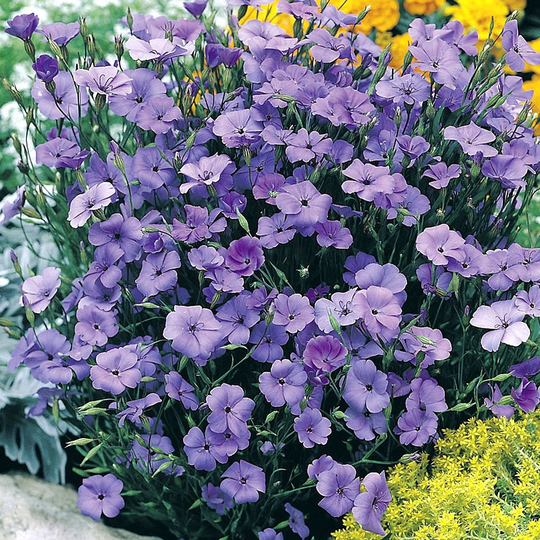 Nejlikglim 'Blue Angel'