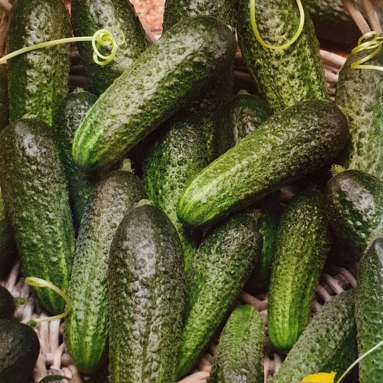 Frilandsgurka 'Elisabet'