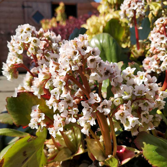 Hjärtbergenia 'Bessingham White', 3-pack
