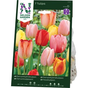 Höstlök Nelson Garden Darwinhtulpan Blandade Färger