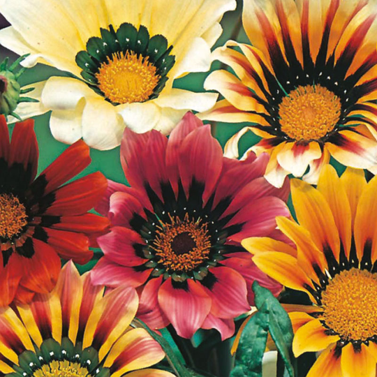 Påfågelsblomster 'Sunshine', mix