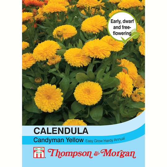 Ringblomma 'Candyman Yellow'