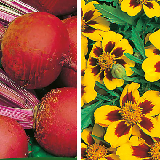 Partnerplantor - Tagetes och rödbeta
