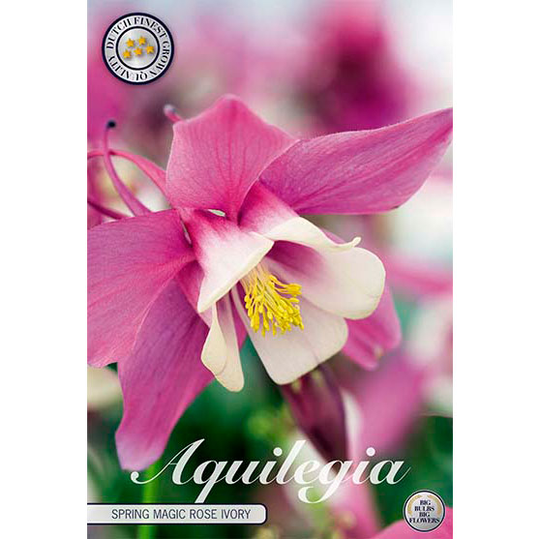 Akleja 'Rose Ivory'