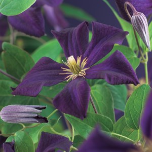 Klematis 'Romantika' 3-pack