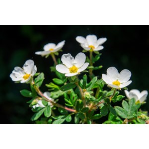 Ölandstok 'White Lady', Vit 1-pack