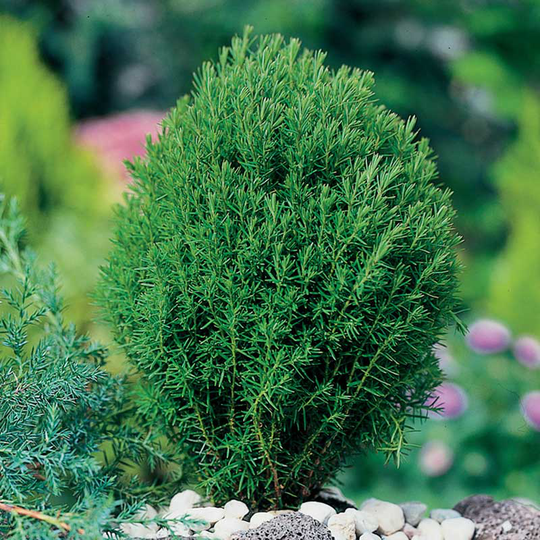 Tuja 'Teddy', 1-pack
