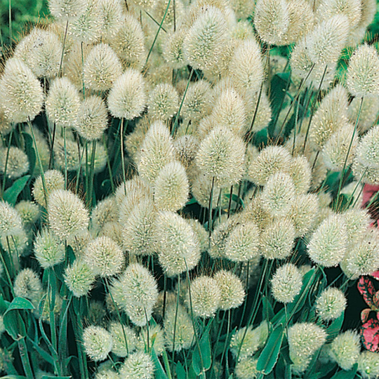 Harsvans 'Bunny Tails'