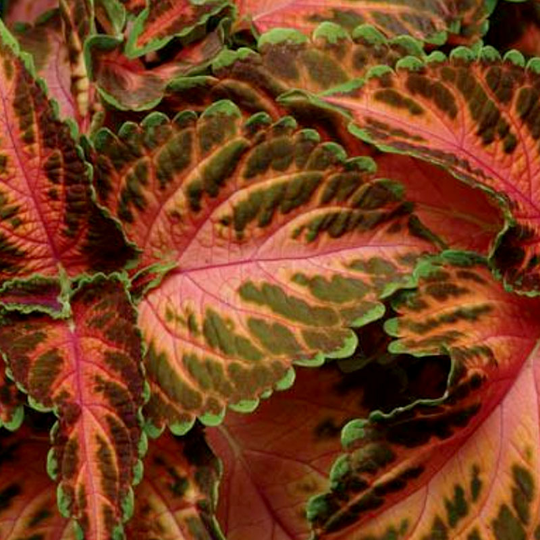 Palettblad 'Wizard Coral Sunrise'
