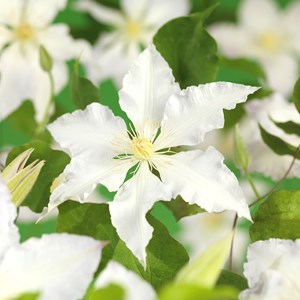 Klematis 'Gladys Picard' 5-pack