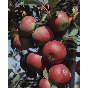 Äpple 'Ingrid Marie' Svagväxande
