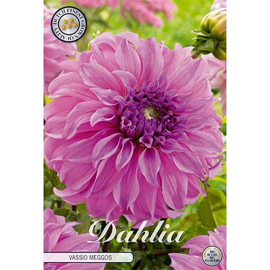 Dekorativdahlia 'Vassio Meggos'
