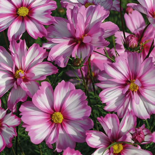 Rosenskära 'Carriola'