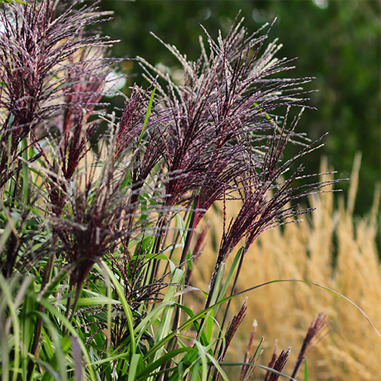 Glansmiskantus 'Red Chief'