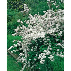 Bruddeutzia CO 5-pack