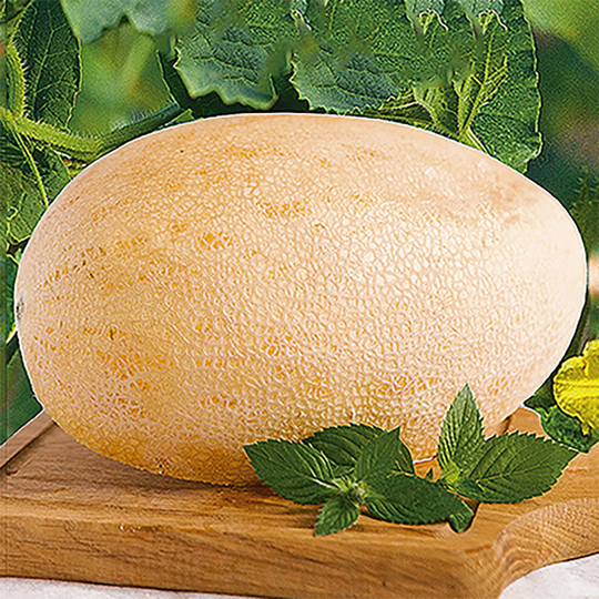 Melon 'Portoalto' F1