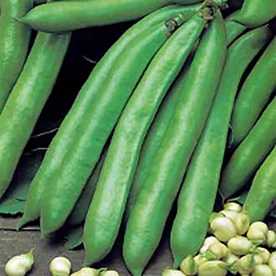Bondböna 'Valenciana'