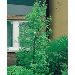 Ginkgo Tempelträd, 80-100 cm 1-pack