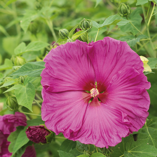 Prakthibiskus 'Luna Rose'