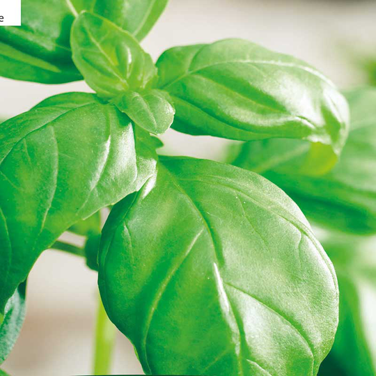 Basilika 'Italiano Classico', ekologisk