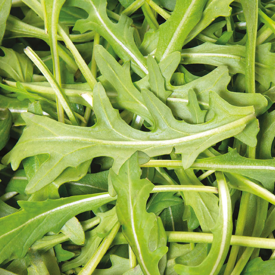 Rucola 'Gourmet'