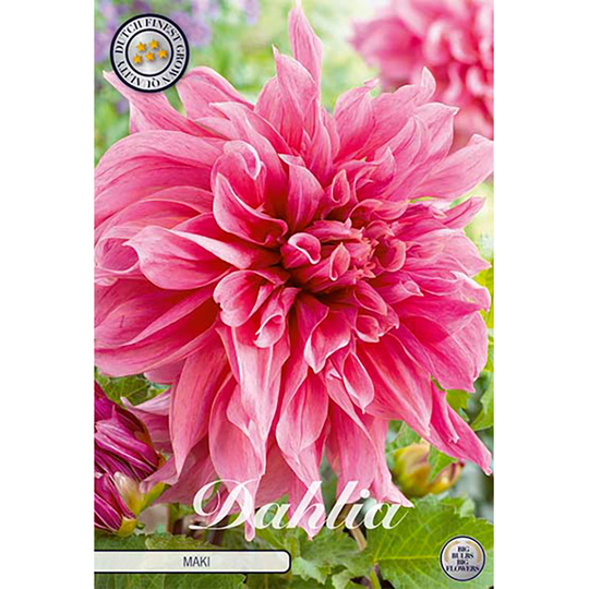 Dekorativdahlia 'Maki'