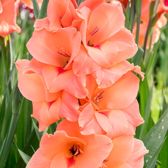 Gladiol 'Peter Pears'