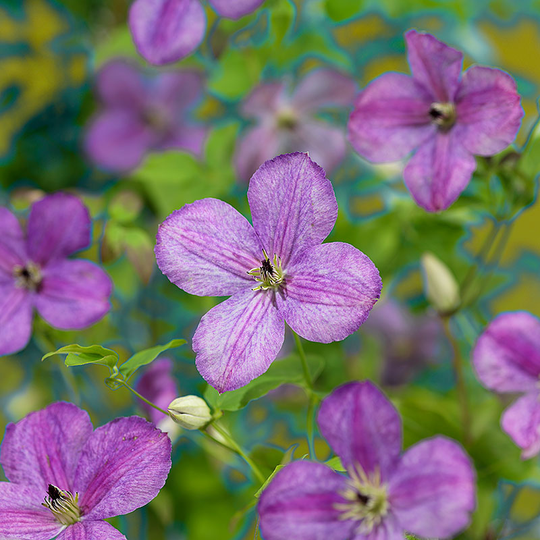 Klematis 'SoMany® Lavender Flowers'