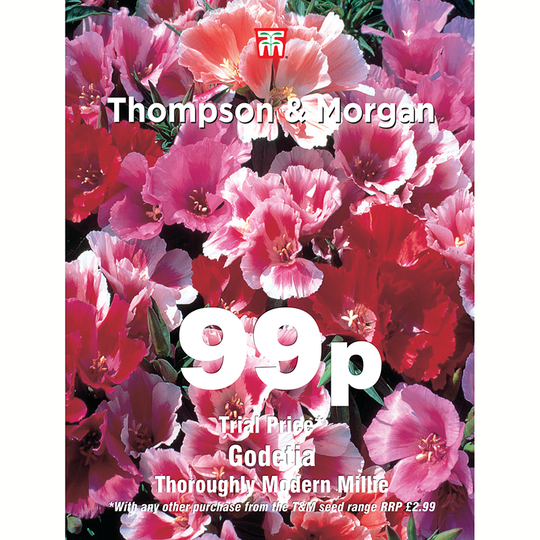 Atlasblomma 'Thoroughly Modern Millie'