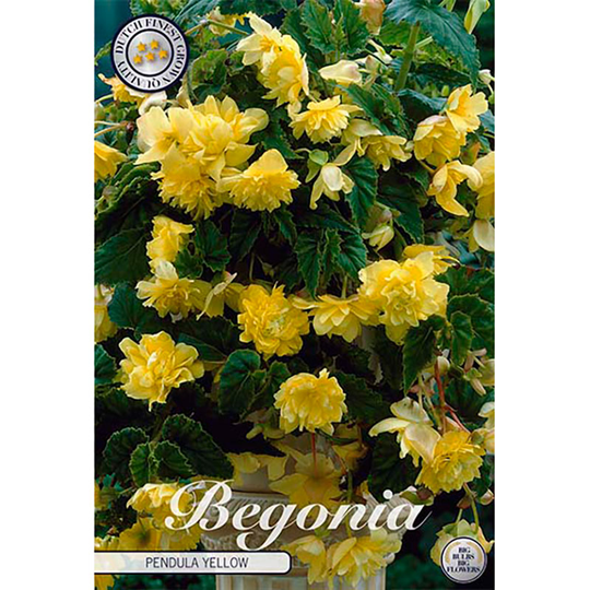 Hängbegonia 'Yellow'