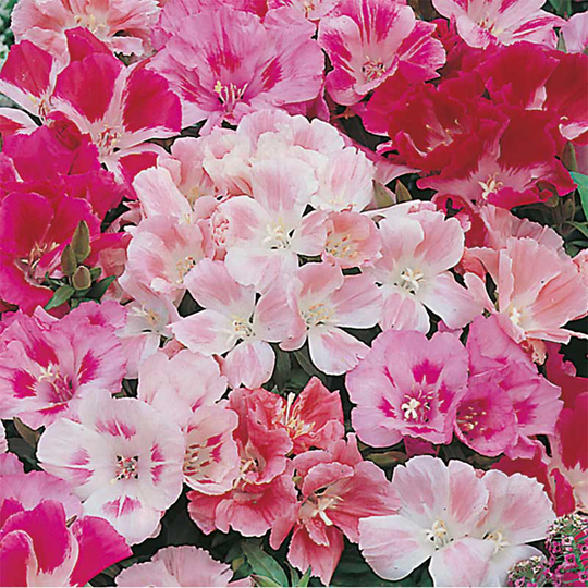 Atlasblomma 'Dwarf Jewel Mixed'