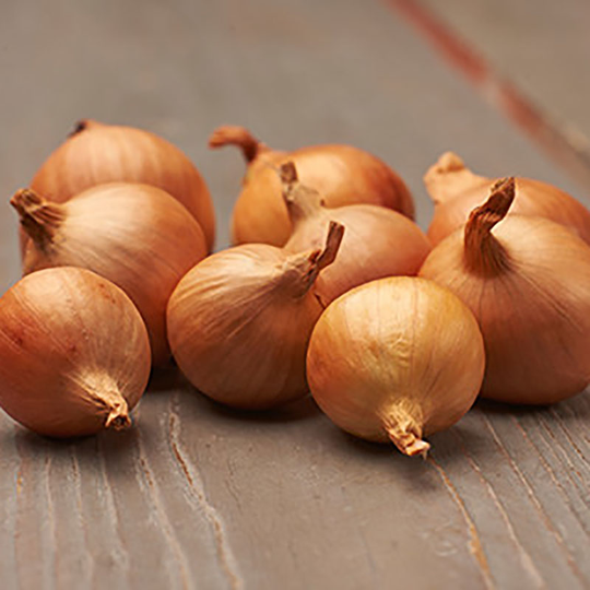 Schalottenlök 'Golden Gourmet', sättlök 250g