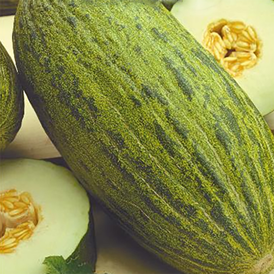 Melon 'Piñonet Piel De Sapo'