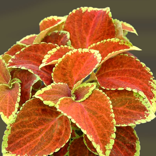 Palettblad 'Fairway Orange'