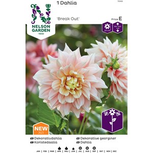 Vårlök Nelson Garden Dekorativdahlia Hög Break Out Gräddrosa