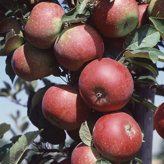 Äpple 'Ingrid Marie'