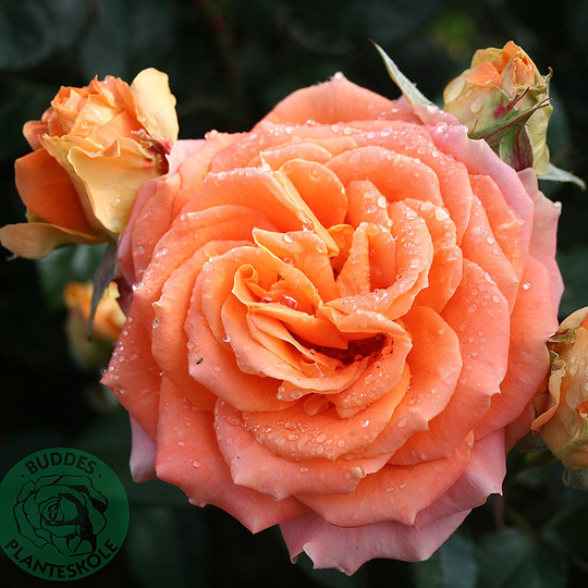 Ros 'Flora Danica'
