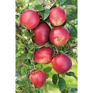 Äpple 'Summerred' CO
