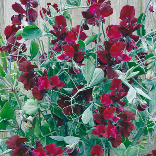 Luktärt 'Solway Velvet'