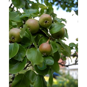 Päron 'Augustipäron' CO