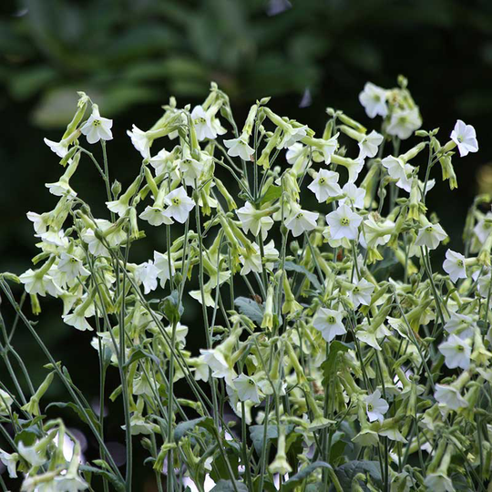 Blomstertobak 'Starlight Dancer'