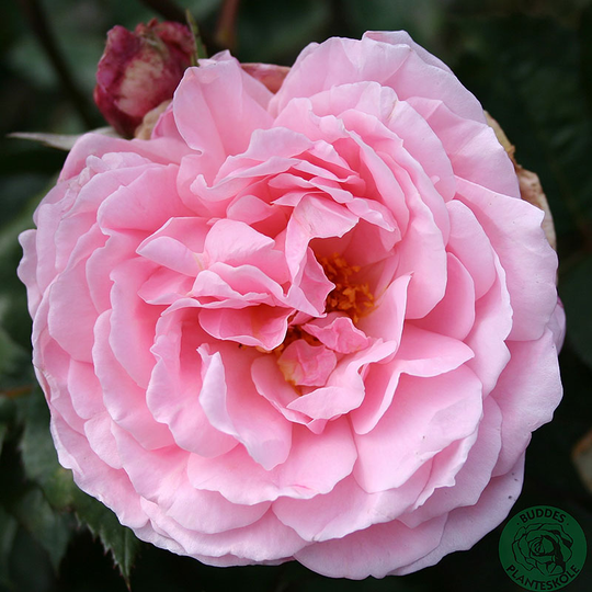 Ros 'Brother Cadfael'