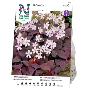 Vårlök Nelson Garden Triangeloxalis