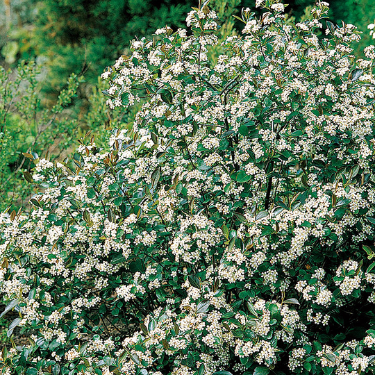 Svartaronia 'Hugin' 10-pack
