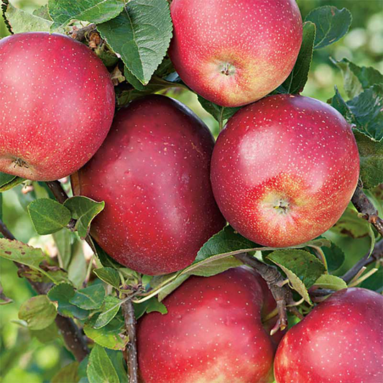 Ympris äpple 'Summerred'