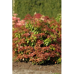 Japansk buskrosling 'Mountan Fire' CO 5-pack