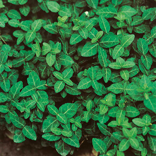 Klätterbenved 'Radicans' 10-pack